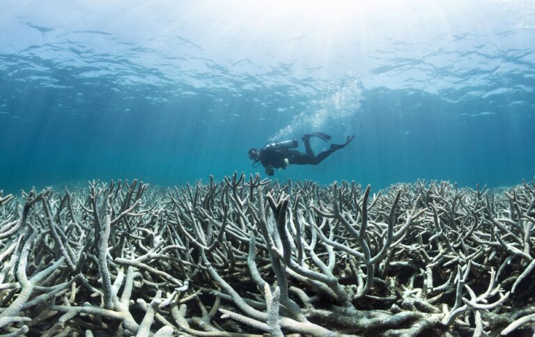 Acidificação dos oceanos o que é e por que devemos nos preocupar