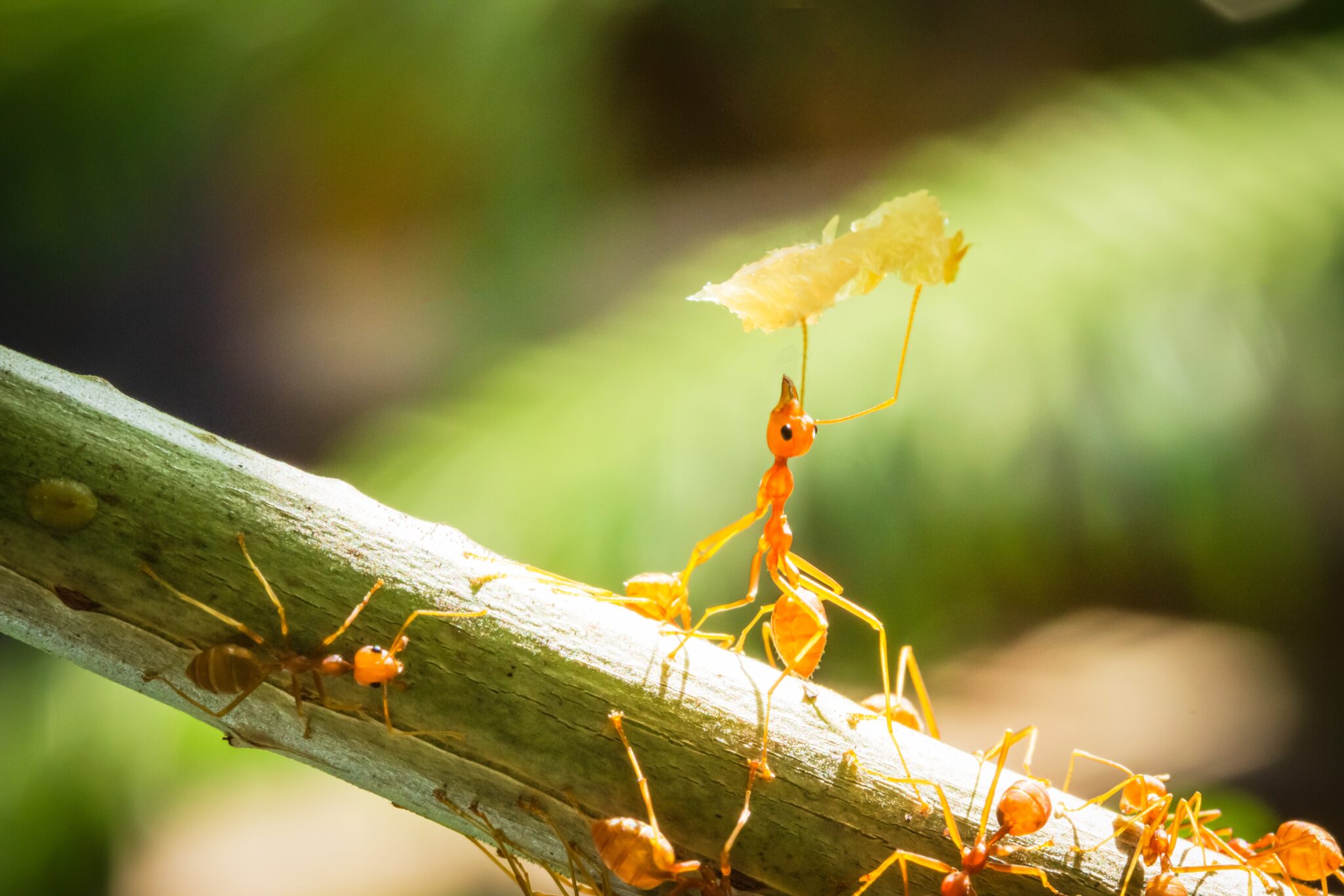 Os 10 Animais Mais Fortes Do Mundo