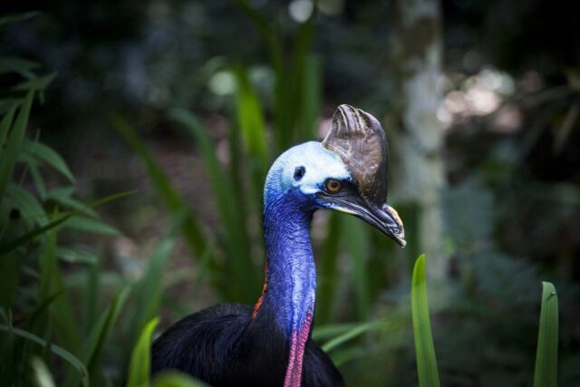 Estas S O As Cinco Aves Mais Perigosas Do Mundo