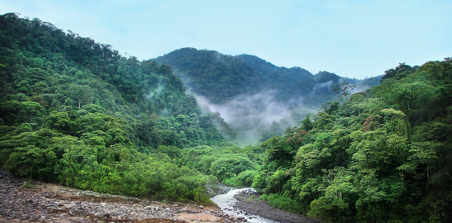 As Maiores Florestas Do Planeta Terra