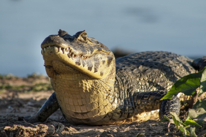 A Diferen A Entre Crocodilo E Jacar