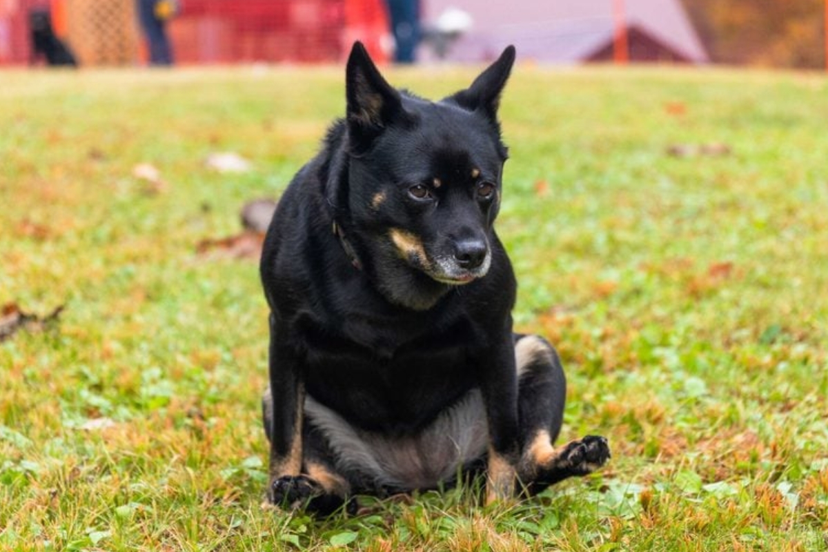 Entenda por que os cães arrastam o traseiro