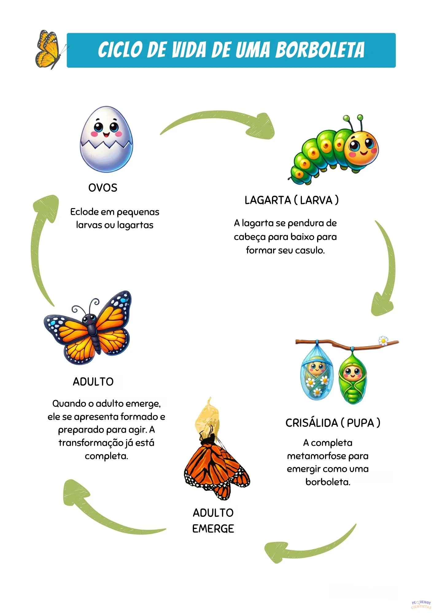 Ciclo de vida da borboleta