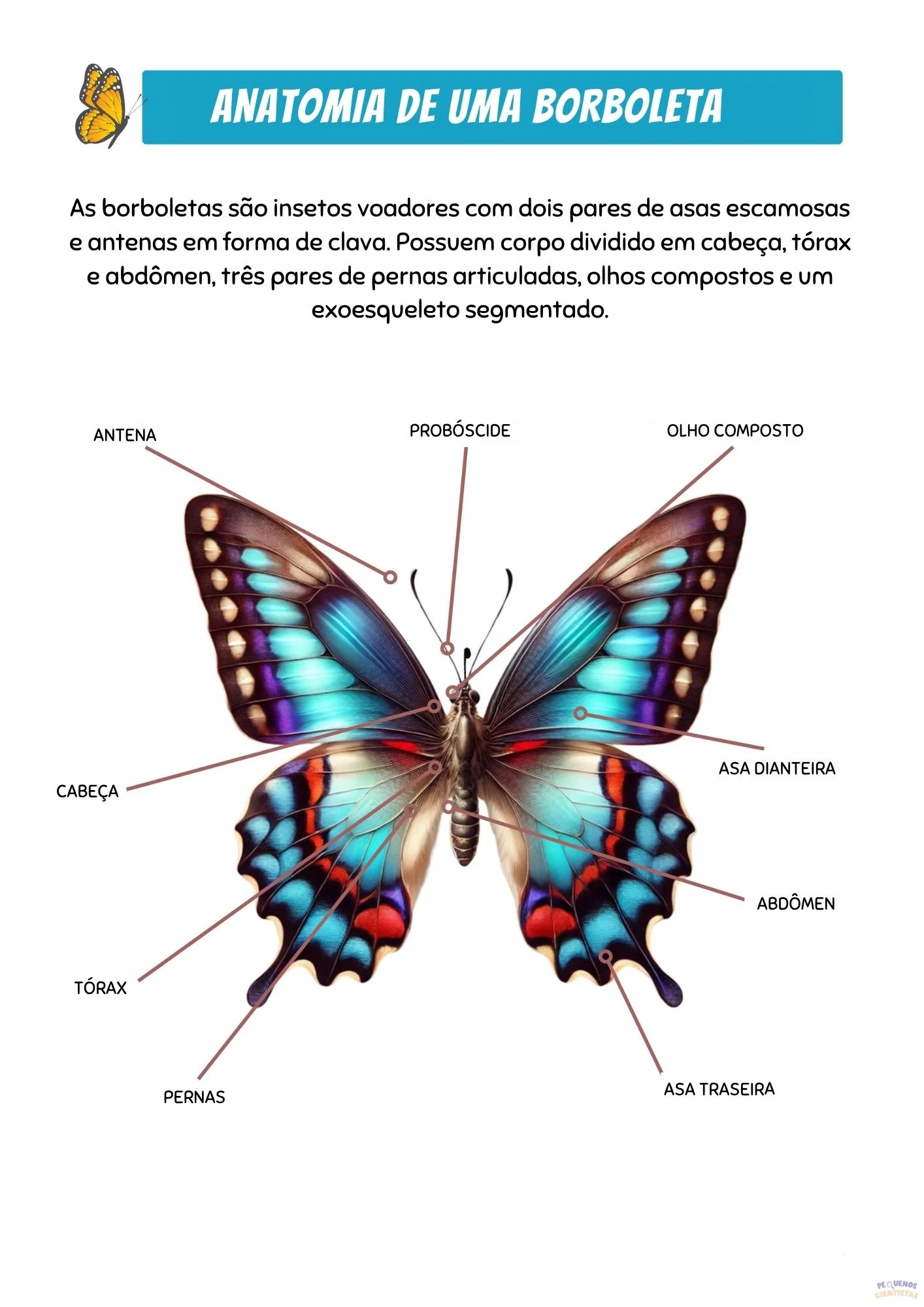 Anatomia de uma borboleta