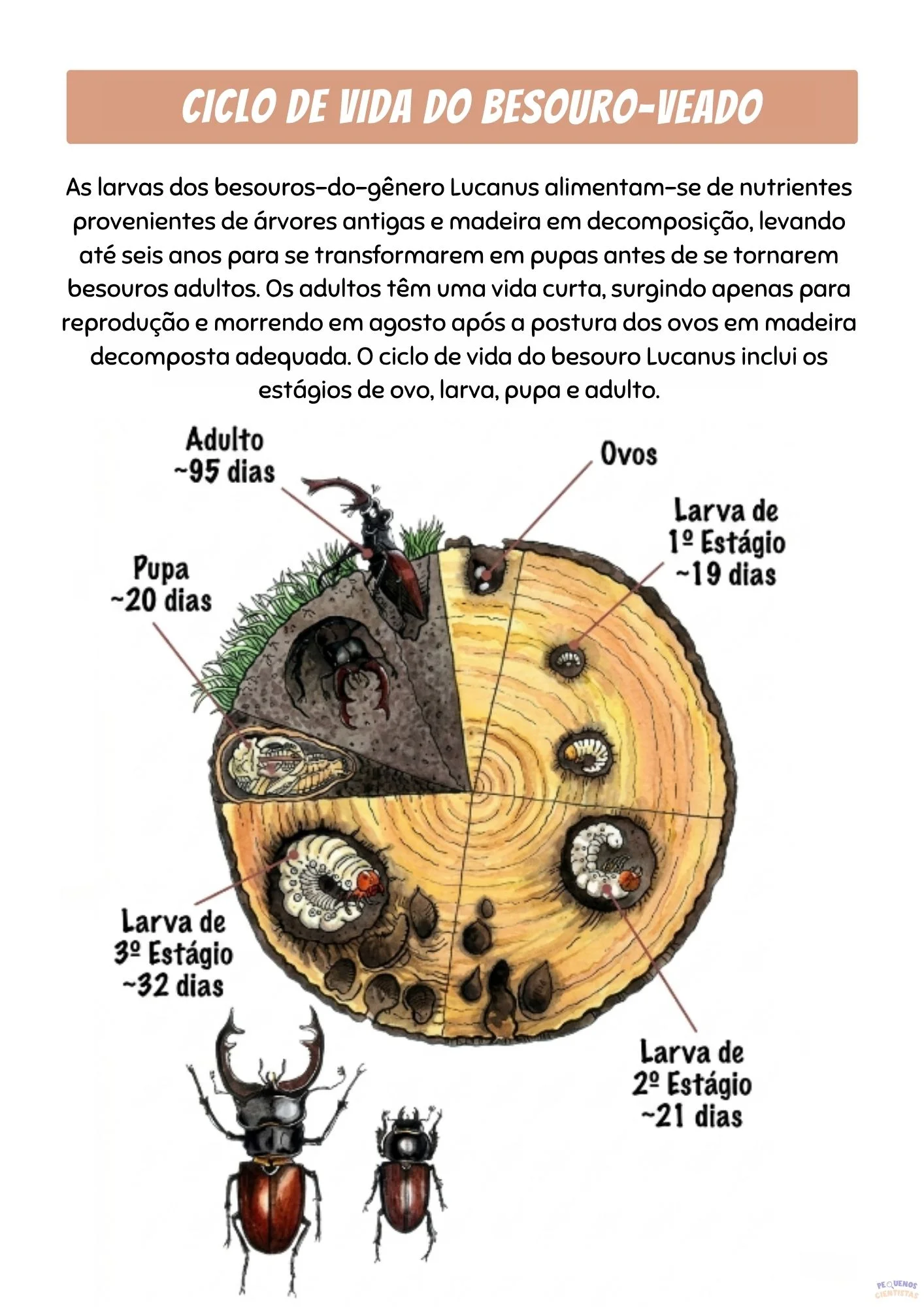 Ciclo de vida do besouro-veado