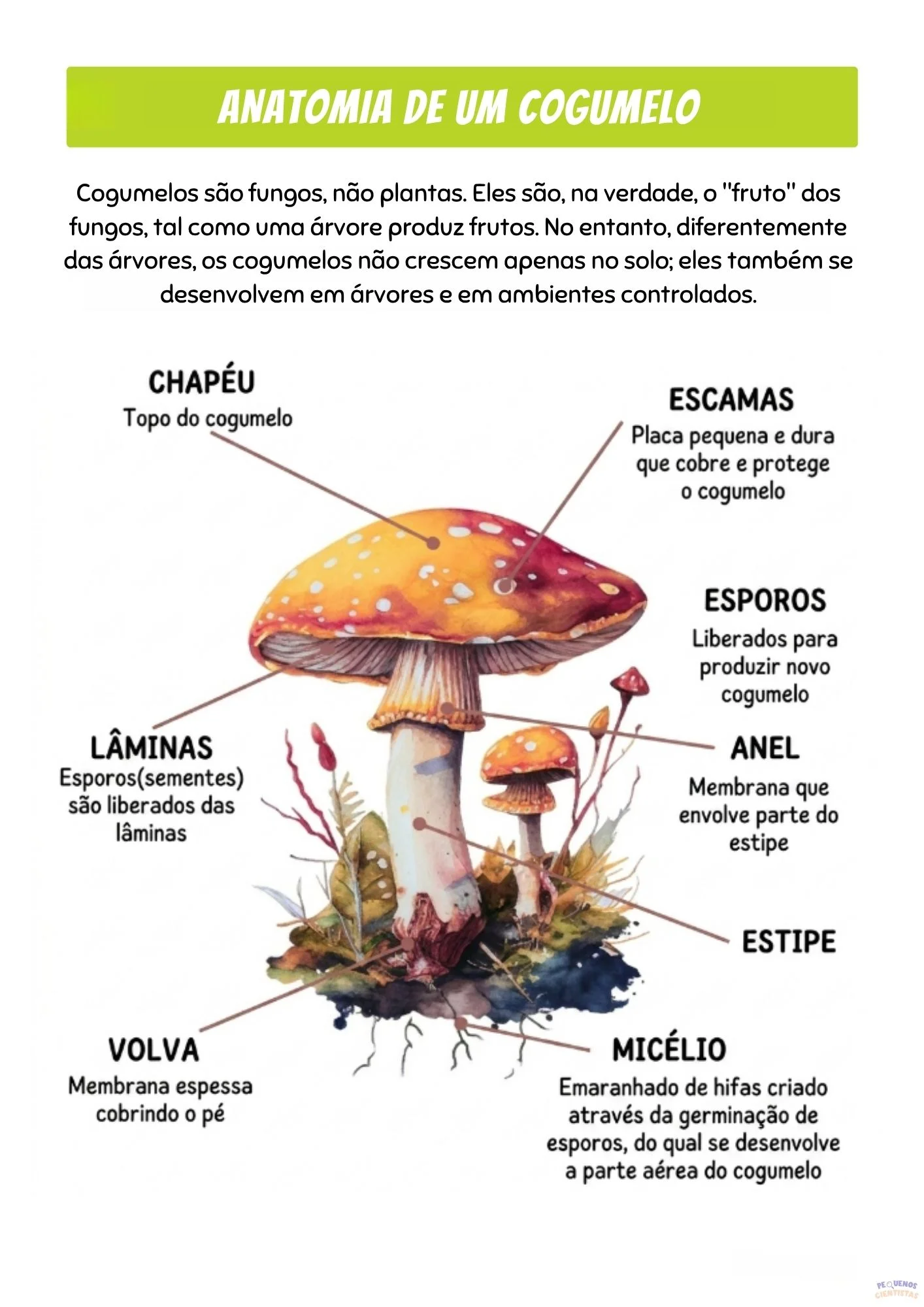 Anatomia de um cogumelo