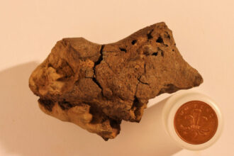 dinosaur brain fossil