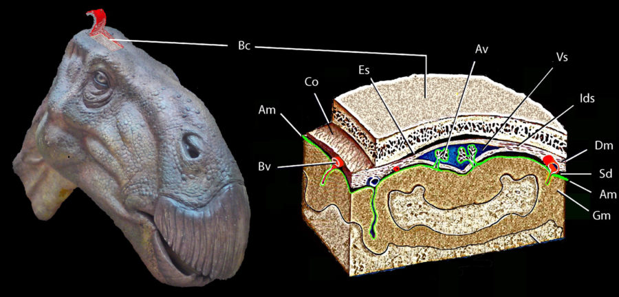 iguanodon-brain-restoration