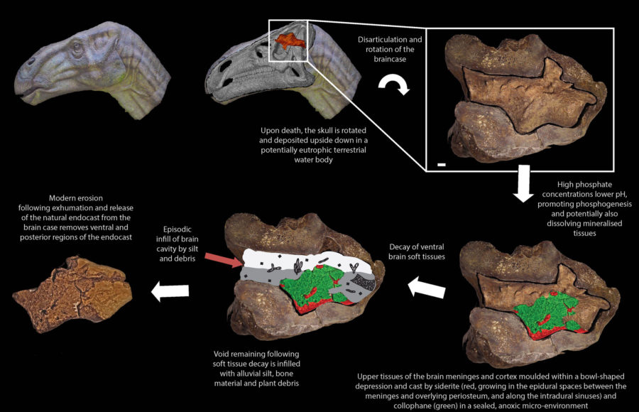 infographic-dinosaur-brain-fossil-timeline