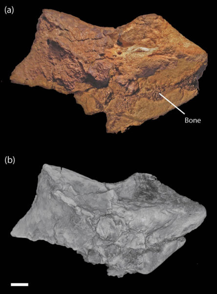 photo-digital-renderings-dinosaur-brain-fossil