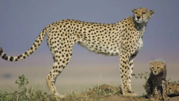 Cheetah_