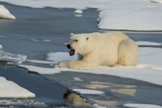 polar bear arctic 1024