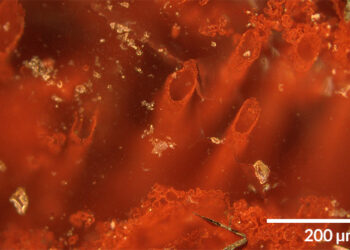 Sinais de vida. Nas rochas que sobraram de antigas fontes hidrotermais, esses tubos microscópicos de hematita, um minério de ferro, podem ser remanescentes de micróbios primitivos.