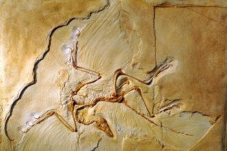 1.16469WEB C0102628 Archaeopteryx fossil Berlin specimen SPL
