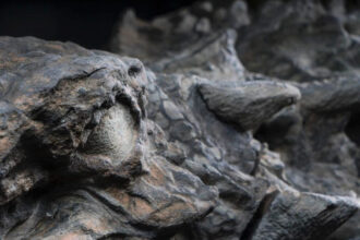 dinosaur nodosaur fossil discovery 4