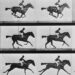 Um flipbook (ou folioscópio) de fotos de Eadweard Muybridge é a base de uma imagem animada armazenada em DNA bacteriano com ajuda da ferramenta de edição de genes CRISPR. (Eadweard Muybridge/U.S. Library of Congress)