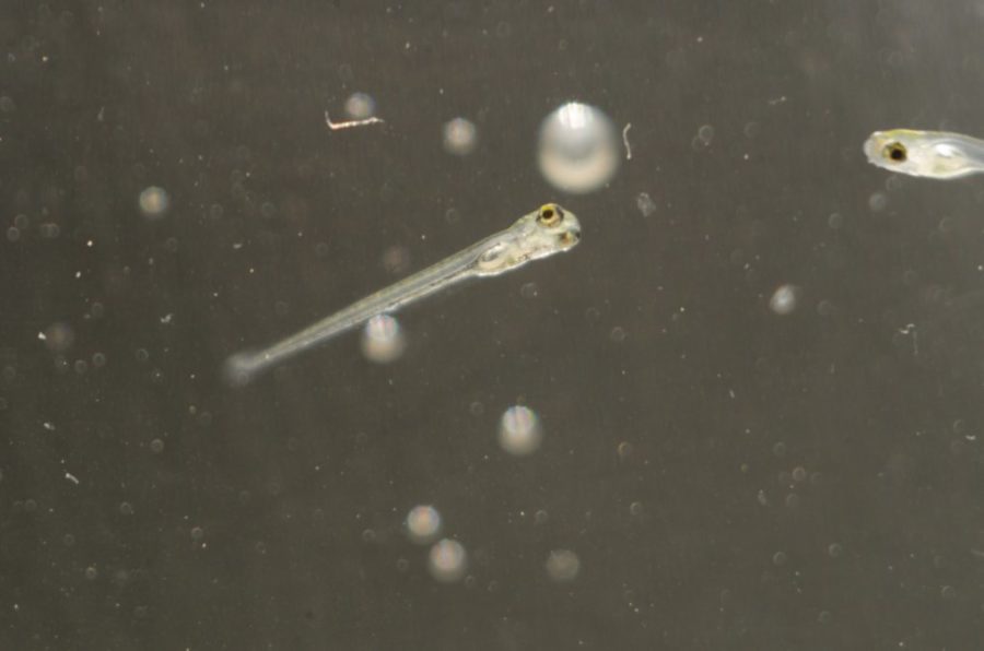 A larva de "Zebrafish", que tem fase de desenvolvimento entre três e trinta dias pós-fertilização, possuindo comprimento de aproximadamente 3,5 a 8 milímetros. Crédito: NIH IRP