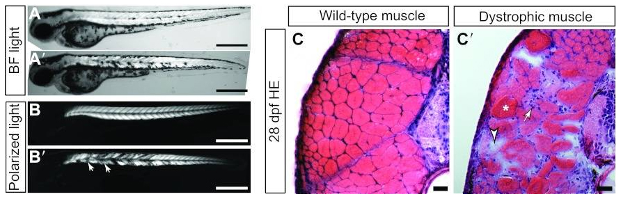 Zebrafish muscle - wildtype vs dystrophic