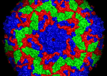Estrutura superficial do enterovírus bovino 2. Suas  três proteínas são codificadas na imagem em três cores. (Crédito: Jingshan Ren, Universidade de Oxford
