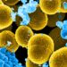 Essa imagem da microscopia eletrônica de varredura digitalmente colorida representa uma série de bactérias Staphylococcus aureus coloridas em cor mostarda, que estavam fugindo do ataque de glóbulos brancos humanos (em azul). Créditos: National Institute of Allergy and Infectious Diseases.