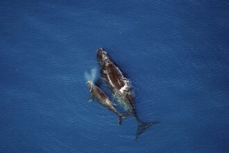 baleia-franca