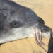 Gilligan foi descoberto na Stratham Beach, em Bunbury, na Austrália, com um polvo saindo de sua boca. Foto: John Symons, Marine Mammal Science