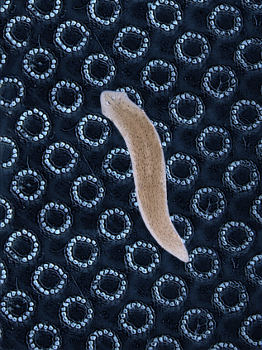Um verme de planaria em seu campo de treinamento gravado a laser. Imagem cortesia de Tal Shomrat e Michael Levin / Universidade Tufts