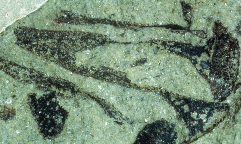 Cooksonia pertoni coletada pela co-autora Dianne Edwards. Tem cerca de 12 mm de altura. Foi publicado pela primeira vez na Palaeontology Vol 22 Edwards 1979, plate 4 fig. 13. Agora fica no Museu Nacional do País de Gales. Crédito: Diane Edwards.