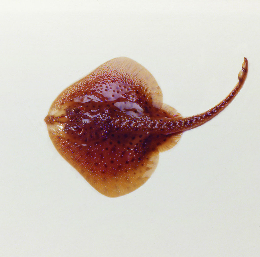 Vista dorsal de um little skate (Leucoraja erinacea).