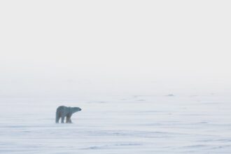 urso polares estão morrendo de fome
