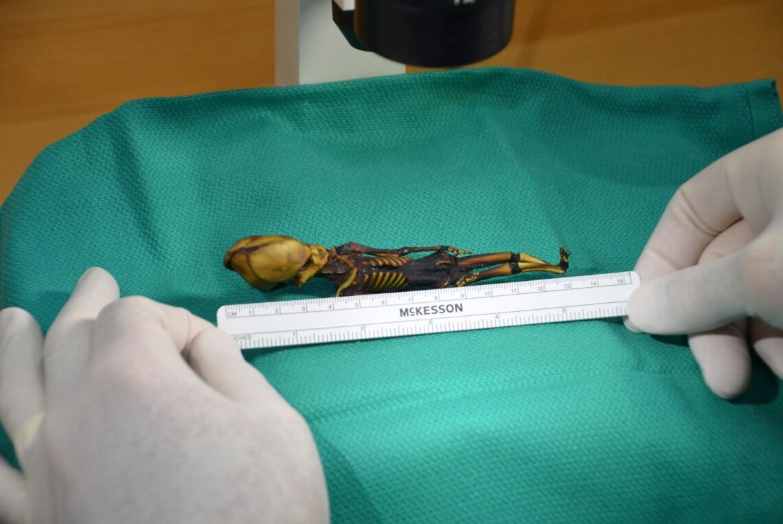 O esqueleto de 15,24 centímetros (6 polegadas), apelidado de Ata, foi descoberto há mais de uma década numa cidade abandonada no deserto do Atacama, no Chile. (Crédito: Emery Smith)