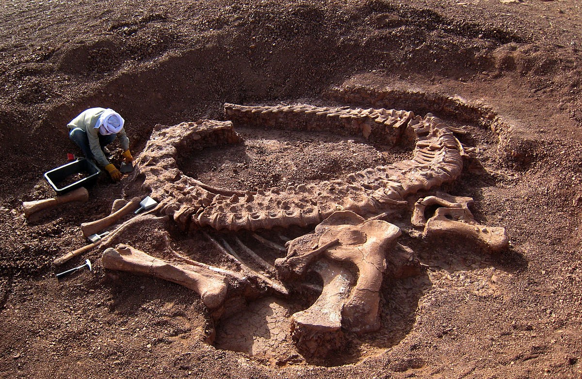 O Que é Preciso Para Descobrir Um Fóssil De Dinossauro