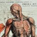 Um "homem musculoso" retirado do livro "De humani corporis fabrica", com comentários de um leitor. Crédito: Bibliotecha Civica Romolo Spezioli, Fermo. Call no.:1e7n.1582