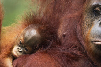 LG Orangutans Hero image c naturepl.com Anup Shah WWF