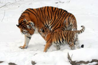 image 6553e Amur Tigers