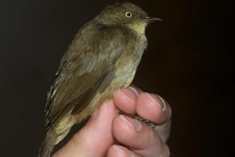 O bulbul de olhos de creme (pseudosimplex de Pycnonotus)