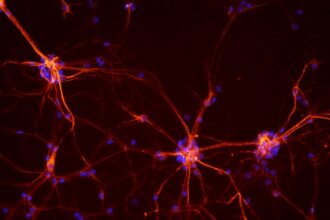 Neurônios da medula espinhal de um rato.