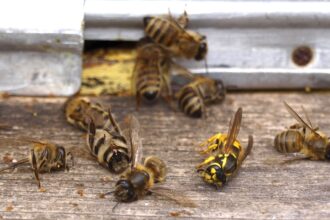 Honeybees Dying