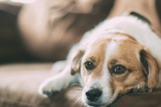 Estresse em humanos pode ser refletido em cães