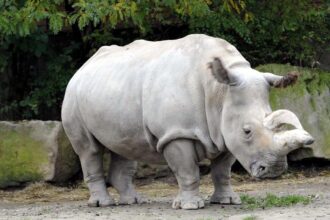 Ultimo rinoceronte branco