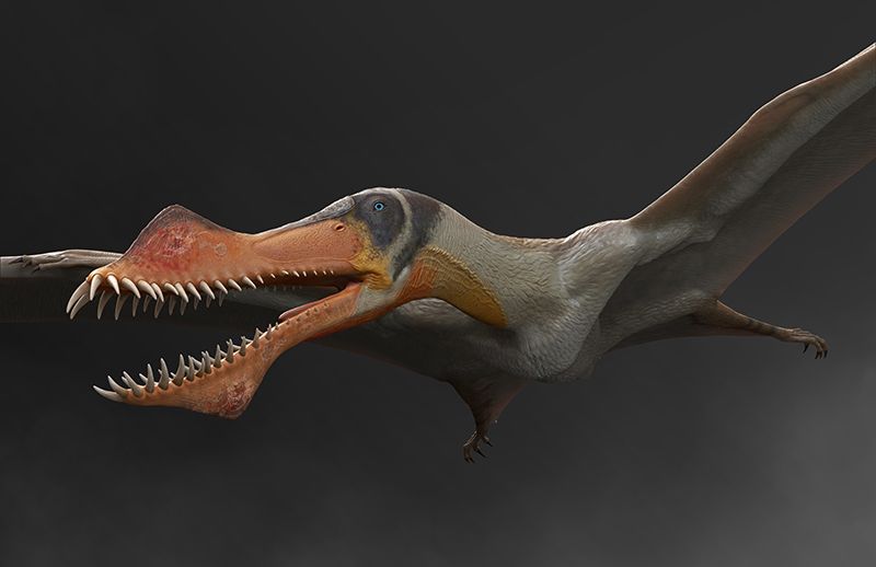 O pterossauro Anhanguera santanae , parente próximo dos dinossauros, tinha uma envergadura de quase 4 metros. Crédito: Raul Ramos