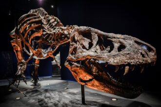 t. rex maior dinossauro descoberto