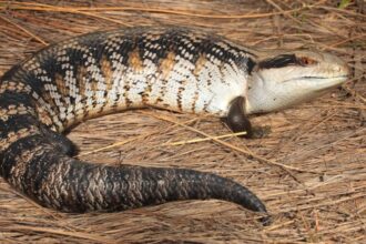 Lagarto da língua azul Tiliqua scincoides