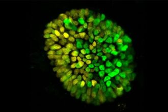 embryoid model gastrula 1024