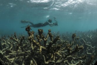 morte do corais