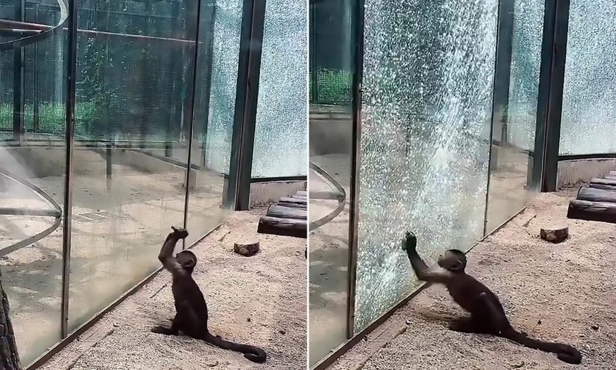 O pequeno macaco precisou de apenas alguns golpes com a pedra afiada para quebrar o vidro. (Imagem: Reprodução You Tube)