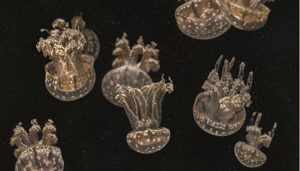 Estas águas-vivas se assemelham a toadstools translúcidas. Os animais passam o tempo pulsando para cima e para baixo na água, comendo plâncton marinho - e, como documentado recentemente, plástico. (Crédito: Mary Anne Chilton)