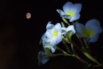 como plantas sabem a diferença de dia e noite