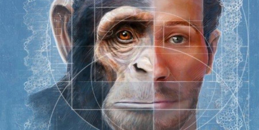 Raríssimo macaco híbrido chama atenção de cientistas em novo