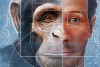 híbrido humano macaco